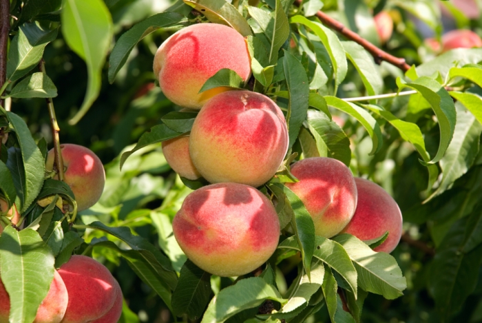 idea99peach_crop_uk.jpg