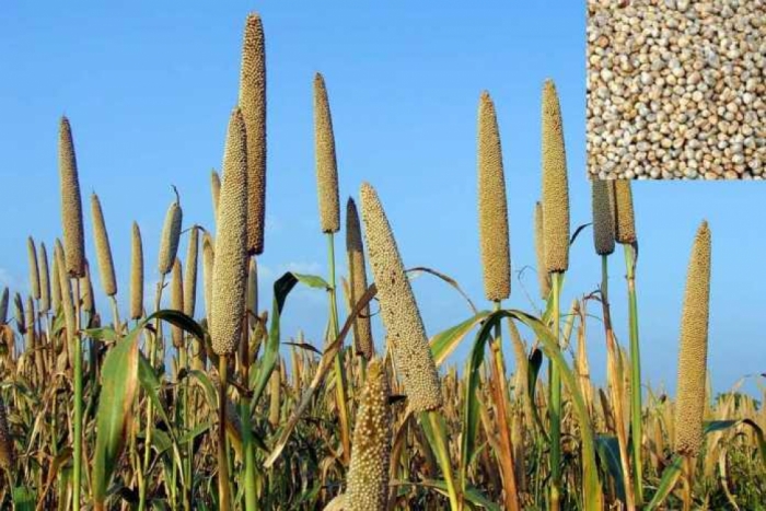 idea99pearl_millet-ak.jpg