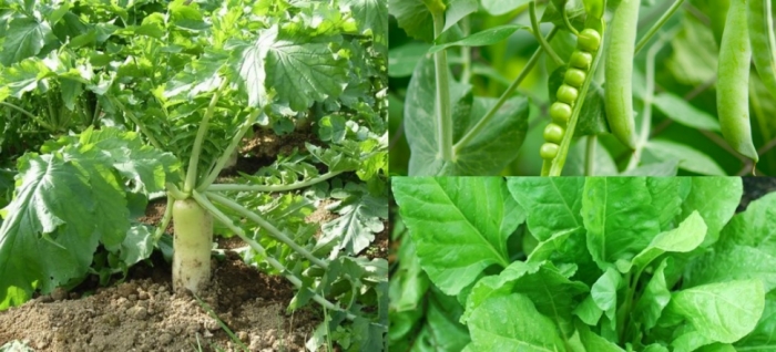 idea99peas_08th_Sep.jpg