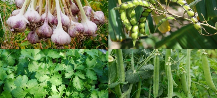 idea99peas_pigeon_garlic_coriander.jpg