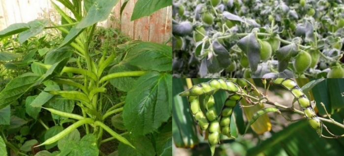 idea99pigeon_pea,_black_gram_and_cluster_bean_15th_june.jpg idea99pigeon_pea,_black_gram_and_cluster_bean_15th_june.jpg