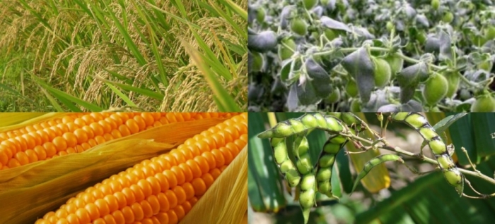 idea99pigeon_pea,_moong,_maize,_paddy_05th_july.jpg idea99pigeon_pea,_moong,_maize,_paddy_05th_july.jpg