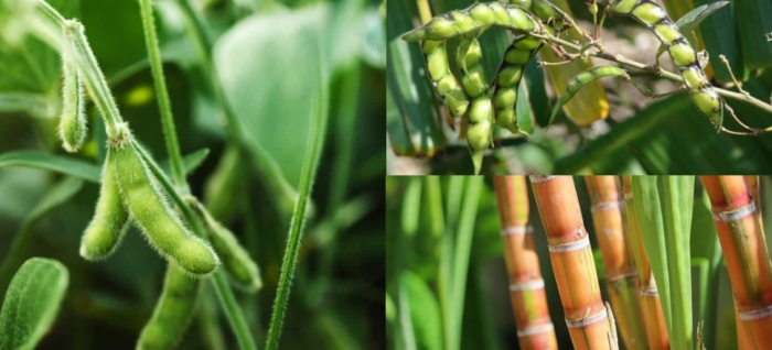 idea99pigeon_pea,_sugarcane,_soybean_uttarkhand.jpg