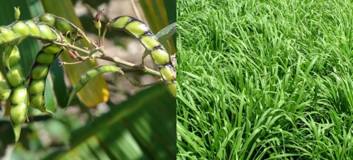 idea99pigeon_pea_and_fodder_crops_icar.jpg idea99pigeon_pea_and_fodder_crops_icar.jpg