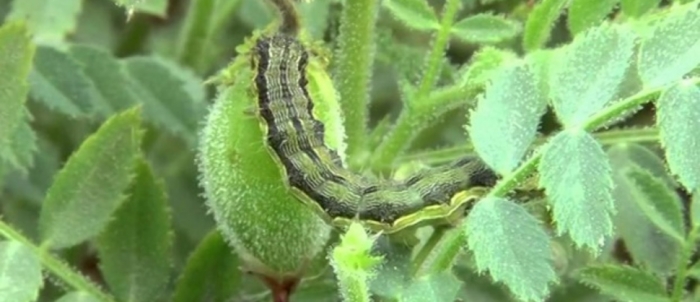 idea99pod_borer.jpg