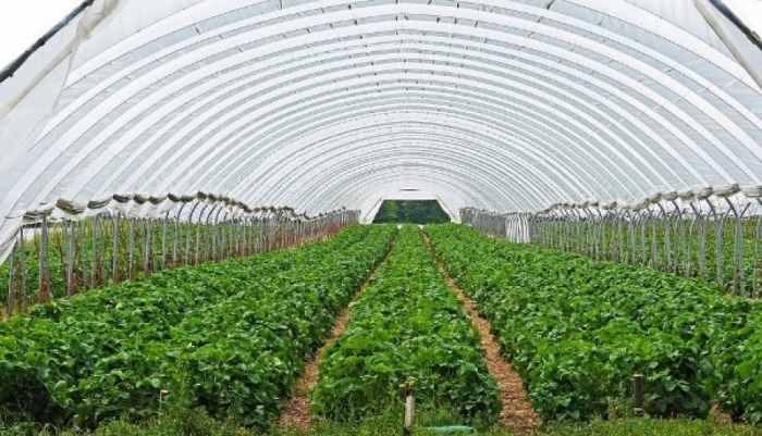 idea99polyhouse_vegetables.jpg