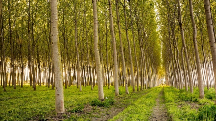 idea99poplar-ak.jpg