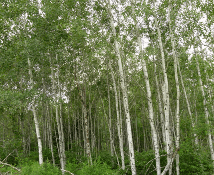 idea99poplar.png