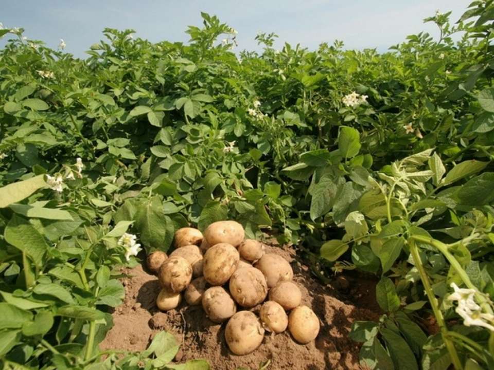 idea99potato..jpg
