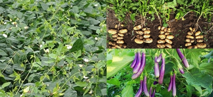 idea99potato_brinjal_cowpea.jpg