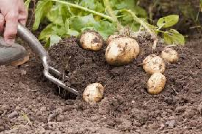 idea99potato_digging.jpeg