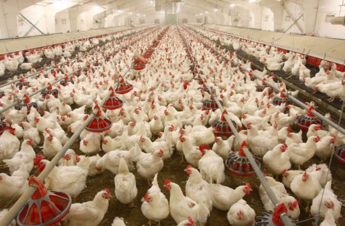 idea99poultry-business.jpg idea99poultry-business.jpg