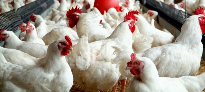 idea99poultry-farming.jpg