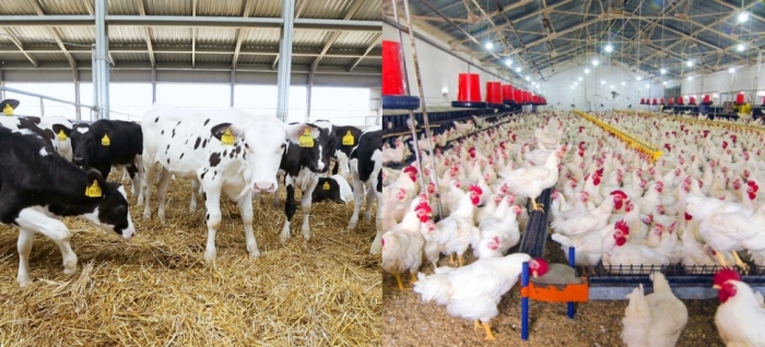 idea99poultry_FARMING_and_animal_husbandry.jpg idea99poultry_FARMING_and_animal_husbandry.jpg