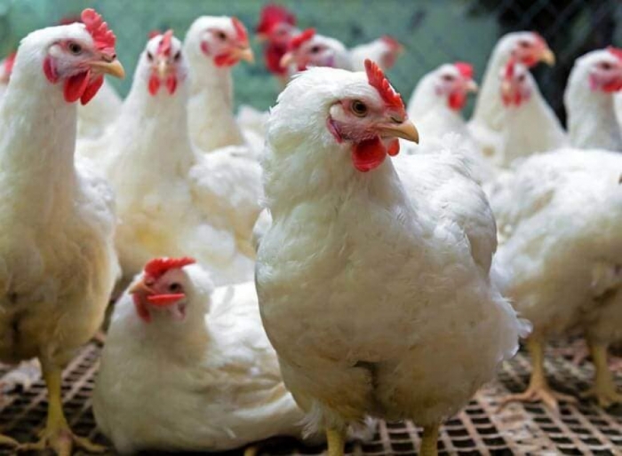 idea99poultry_advisory_april.jpg