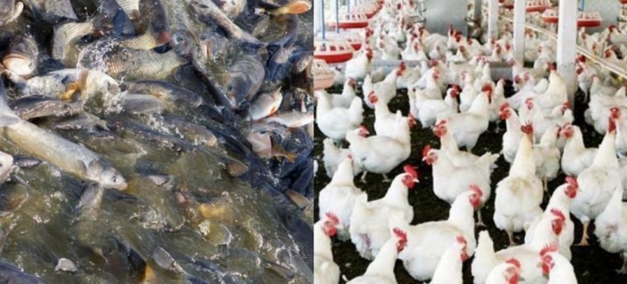 idea99poultry_and_fish_farming.jpg