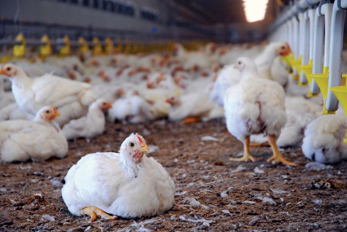idea99poultry_farm.jpg idea99poultry_farm.jpg