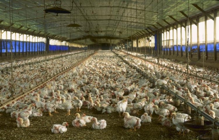 idea99poultry_farm_hp.jpg