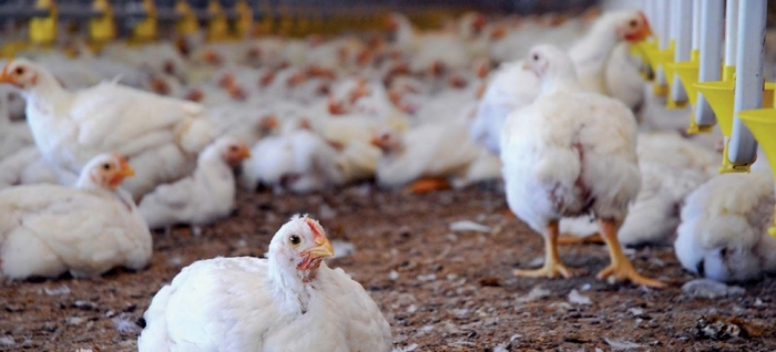 idea99poultry_farming_bihar.jpg