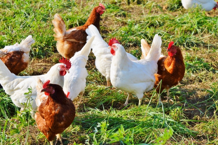 idea99poultry_haryana.jpg