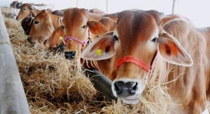 idea99pregnent_animal_care_march_uttrakhand.jpeg