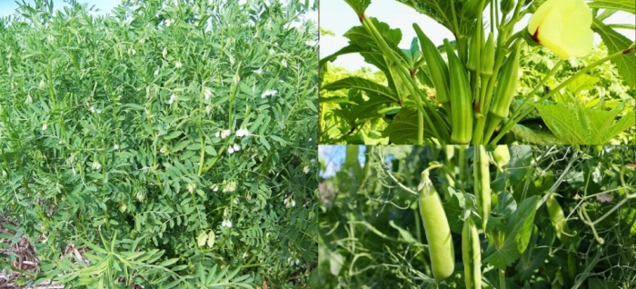 idea99pulses_pea_okra.jpg