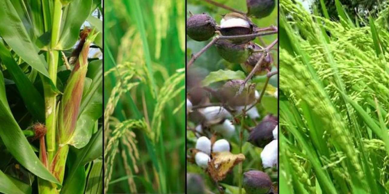 idea99punjab_crop.jpg idea99punjab_crop.jpg