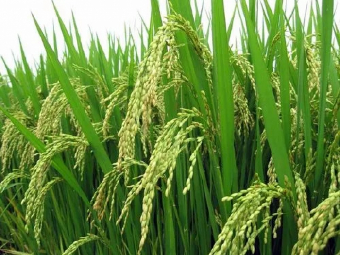 idea99pusa-basmati-1718-variety-paddy-rice-seeds-500x500.jpg