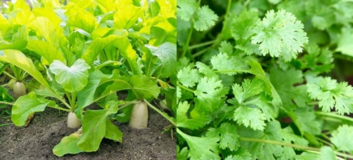 idea99radish_and_coriander.jpg