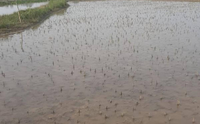 idea99rain_in_haryana_kheti.jpeg