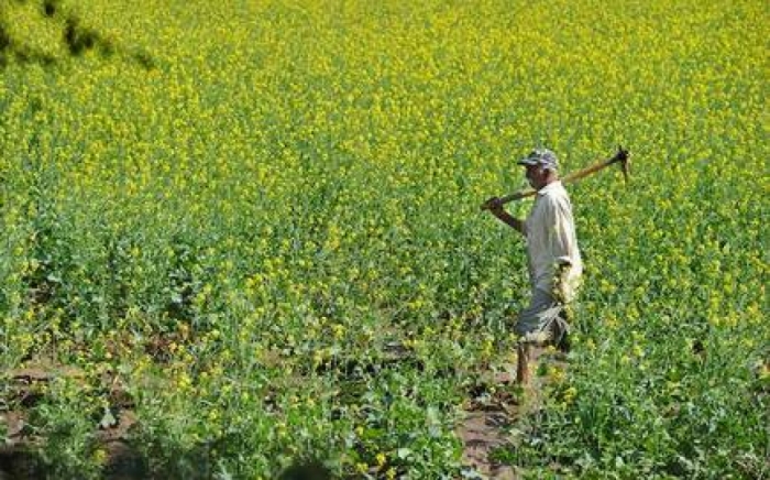 idea99rajasthan_crop.jpeg