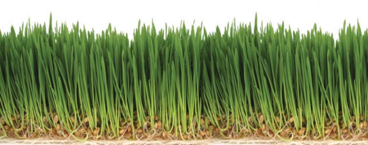 idea99red-wheat01.jpg idea99red-wheat01.jpg