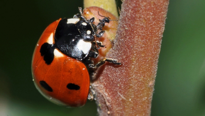 idea99red_pumpkin_beetle.jpg