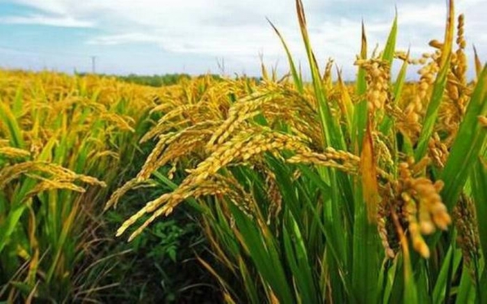idea99rice-1jpg.jpeg