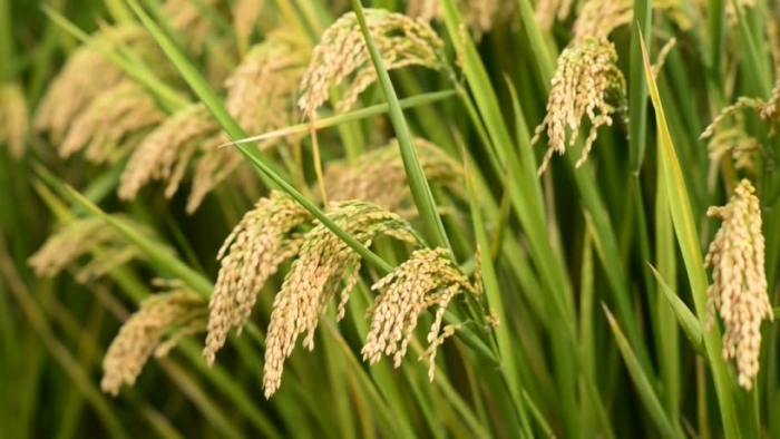 idea99rice-ak.jpg