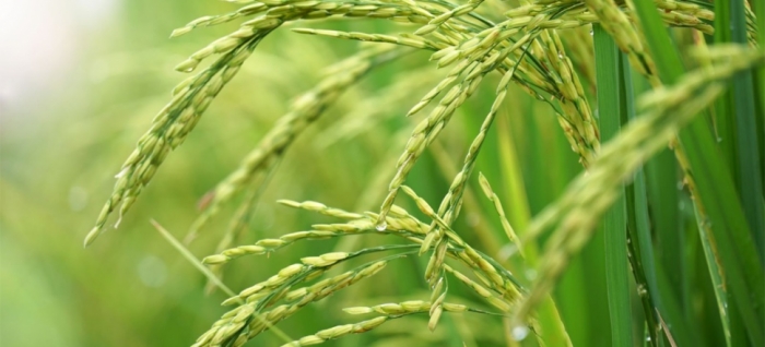 idea99rice_31st_aug_.jpg
