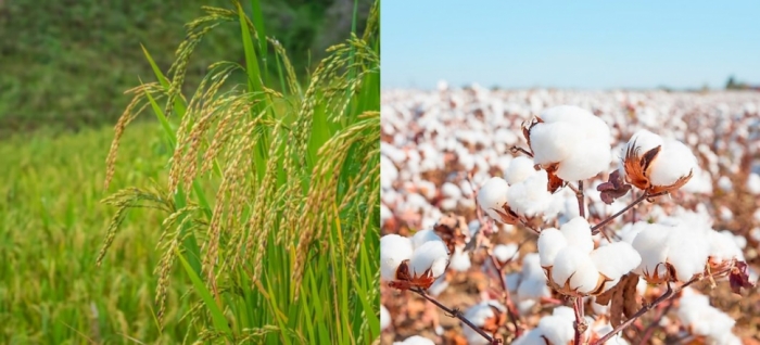 idea99rice_and_cotton_23rd_sep.jpg idea99rice_and_cotton_23rd_sep.jpg