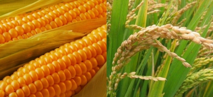 idea99rice_and_maize_23th_june.jpg
