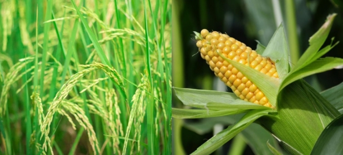 idea99rice_and_maize_28th_aug_uttarkhand.jpg