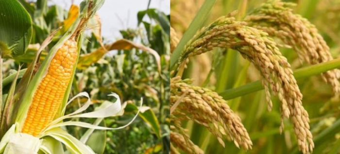 idea99rice_and_maize_crops_solam.jpg