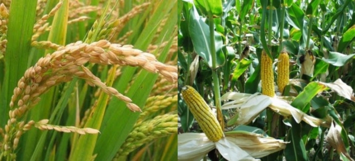 idea99rice_and_maize_solan.jpg idea99rice_and_maize_solan.jpg