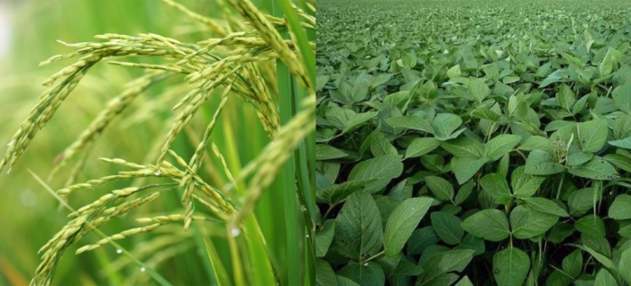 idea99rice_and_soybean_26th_july.jpg