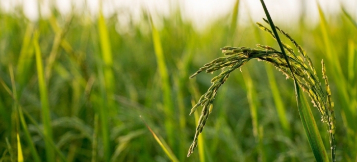 idea99rice_bihar_11th_sep.jpg idea99rice_bihar_11th_sep.jpg