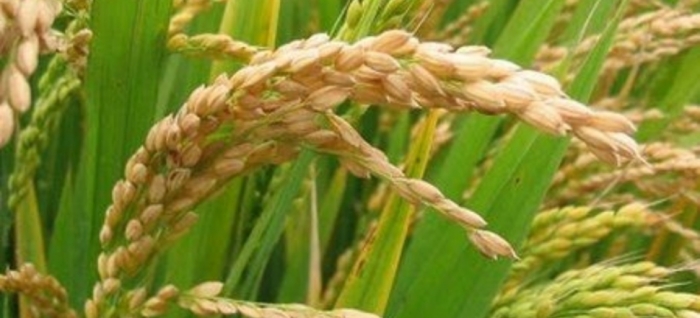idea99rice_bihar_23th_june.jpg
