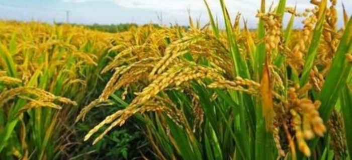 idea99rice_bihar_30th_june.jpg idea99rice_bihar_30th_june.jpg