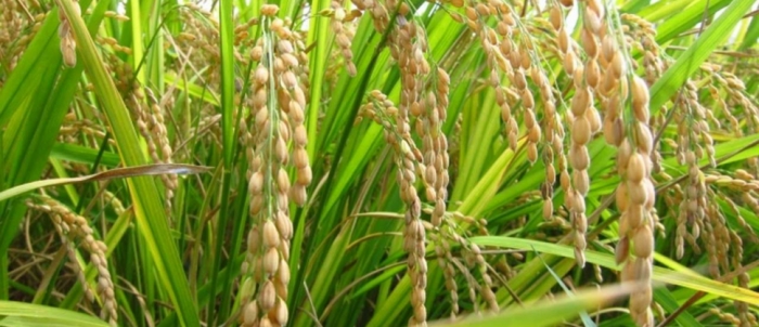 idea99rice_crop.jpg