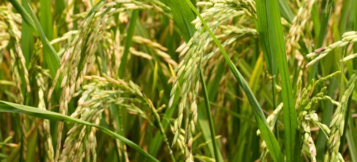 idea99rice_crops_09th_sep.jpg idea99rice_crops_09th_sep.jpg