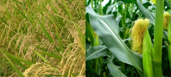 idea99rice_maize_bihar.jpg