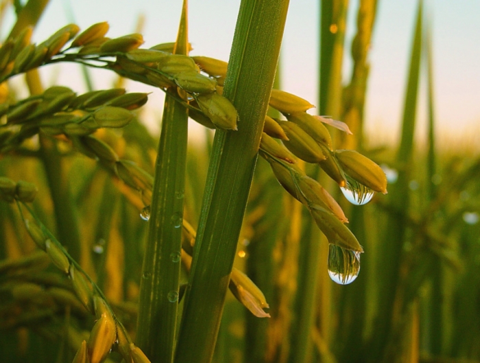 idea99rice_rain_drops-ak.jpg