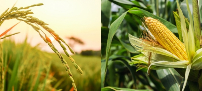 idea99rice_uttarkhand.jpg idea99rice_uttarkhand.jpg